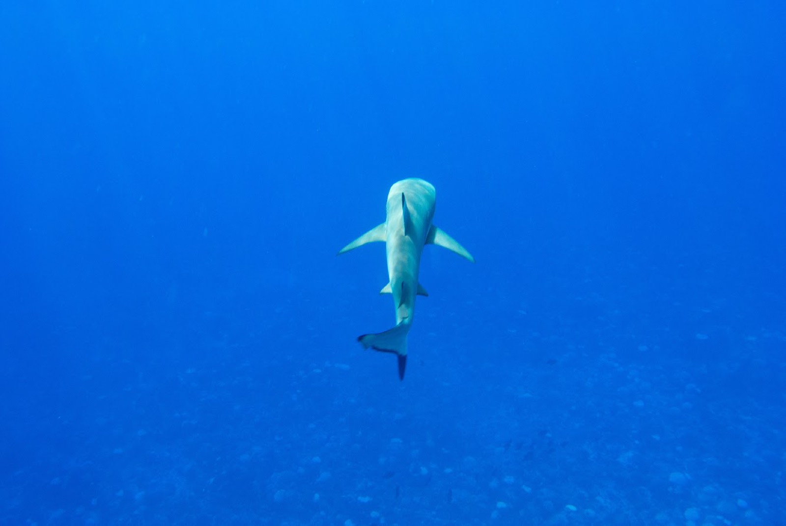 Diving with sharks in Tahiti
