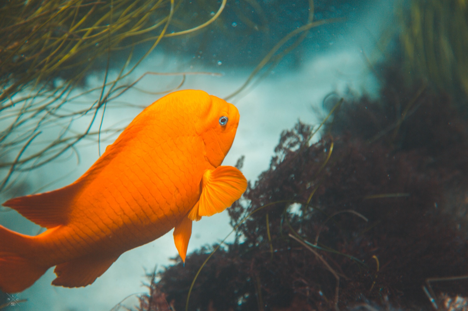Freediving at La Jolla Cove