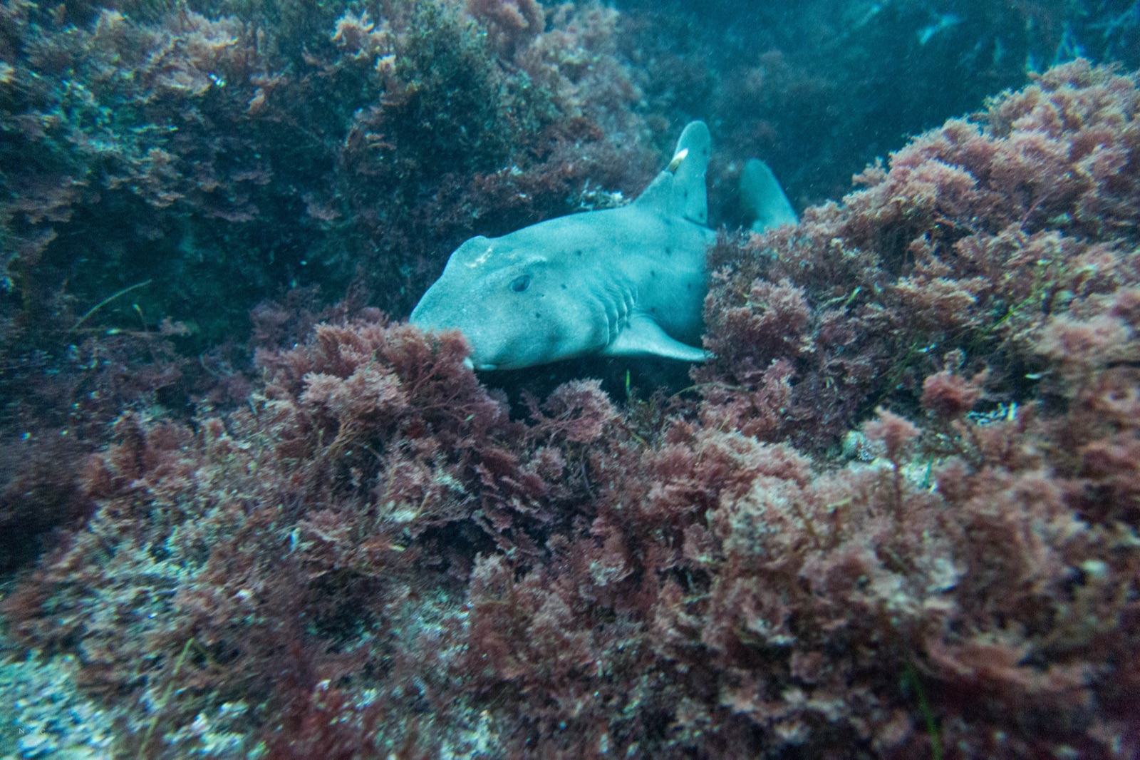 Freediving at La Jolla Cove